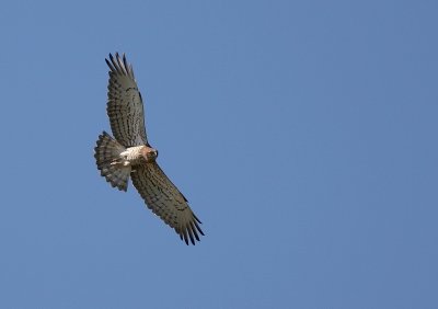 Slangenarend - Circaetus gallicus - Short-toed Eagle