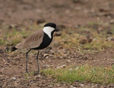 Sporenkievit - Vanellus spinosus - Spur-Winged Lapwing