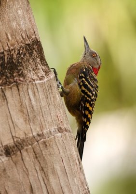 Strepenspecht - Melanerpes striatus - Hispanolia Woodpecker