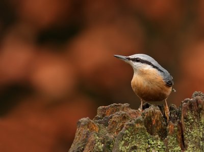 Boomklever Nuthatch