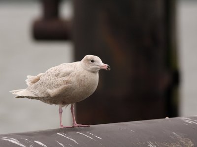 Grote Burgemeester - Larus hyperboreus - Glaucous Gull