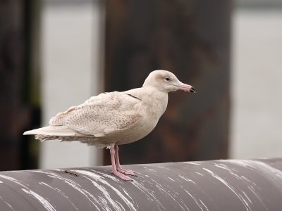 Grote Burgemeester - Larus hyperboreus - Glaucous Gull