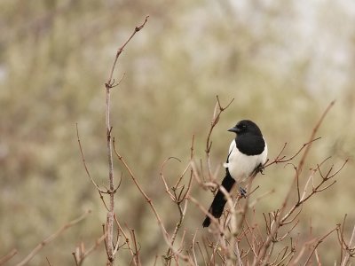 Ekster - Pica pica - Magpie