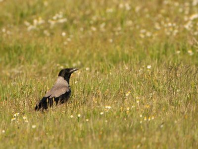 Bonte Kraai - Corvus cornix - Hooded Crow
