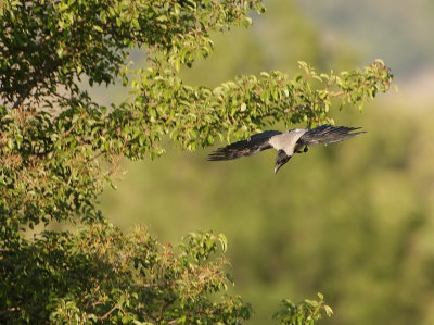 Bonte Kraai - Corvus cornix - Hooded Crow