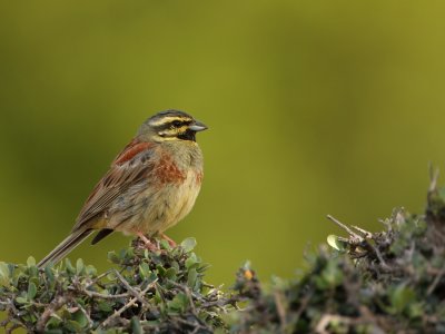 Cirlgors - Emberiza cirlus - Cirl Bunting