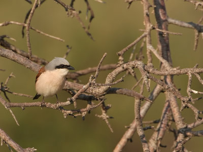 Grauwe Klauwier - Red-backed Shrike