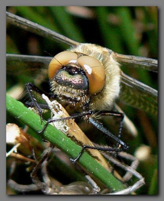 Downy Emerald
