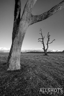 Dead_Trees_of_Strath#4.jpg