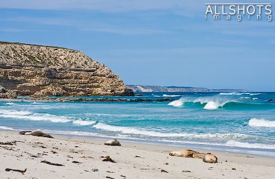 Seal_Bay_Beach#2.jpg