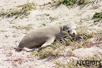 Seal_Bay_Sealion_#2.jpg