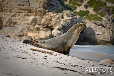 Seal_Bay_Sealion_#7.jpg