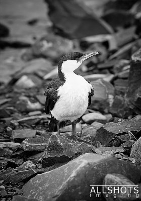 Unknown_Bird.jpg