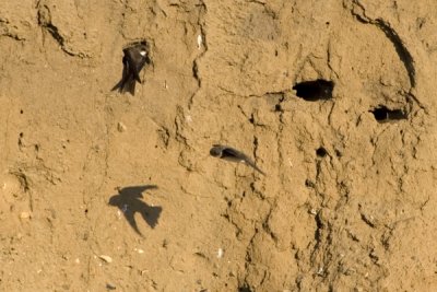 Oeverzwaluw / Riparia riparia / Sand Martin