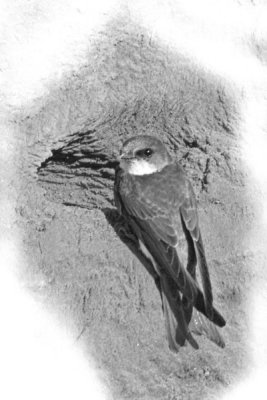 oeverzwaluw in zwart wit