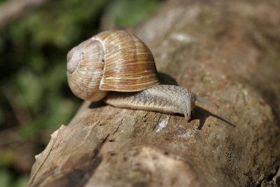 wijngaardslak (Helix pomatia)