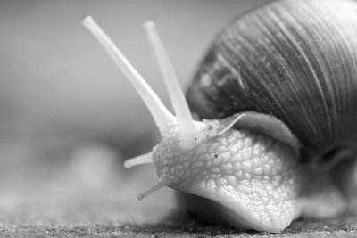 wijngaardslak (Helix pomatia)