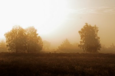 Bomen in de mist