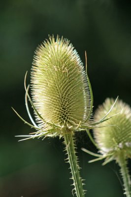 Kaardenbol / Dipsacus fullonum