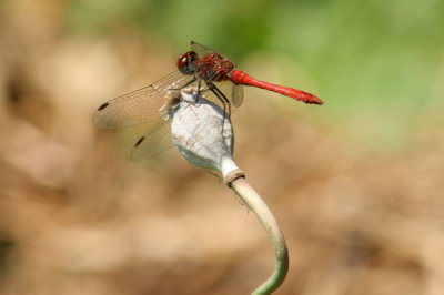 Bloedrode heidelibel (sympetrum sanguineum)