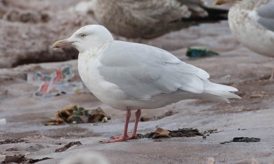 ad Glaucous Gull 13 Jan 2008 St. John's, Newfoundland