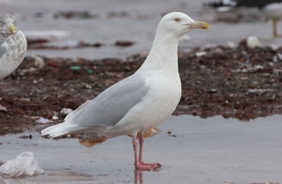 ad Glaucous Gull 13 Jan 2008 St. John's, Newfoundland
