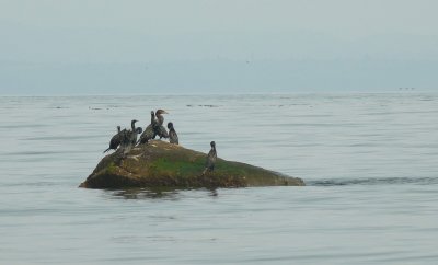 Cormorants Oyster Bay.jpg