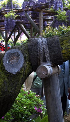 Kameido shrine in wisteria season