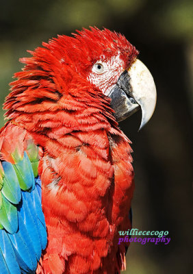 DSC_3006-