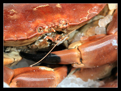 Crab Portrait