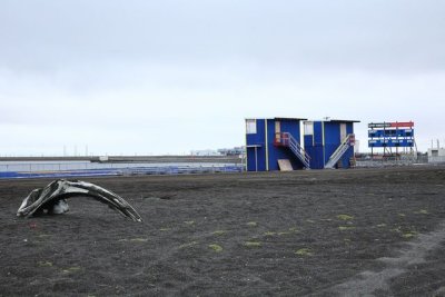 Bowhead Whale Skull and Football Field