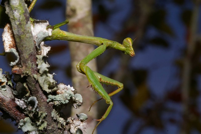 Praying Mantis