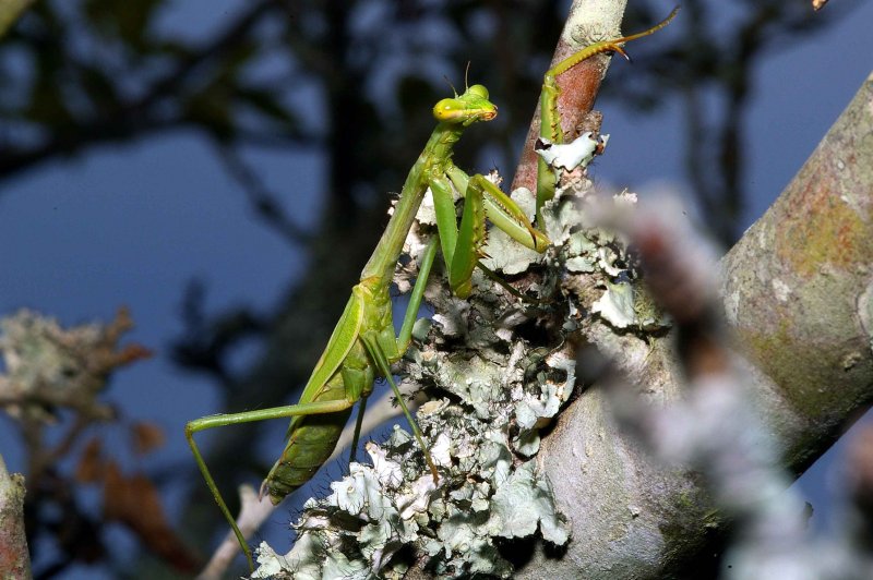 Praying Mantis