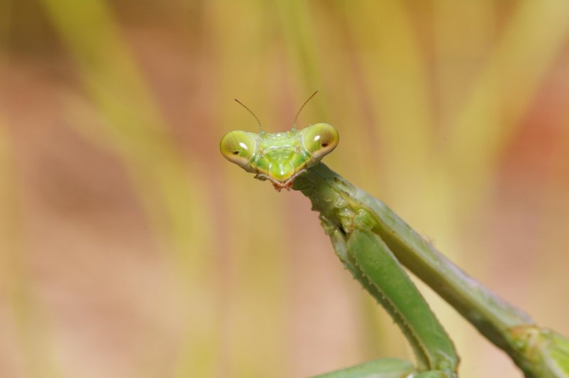 Praying Mantis