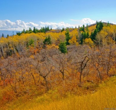 Aspen17 pc.jpg