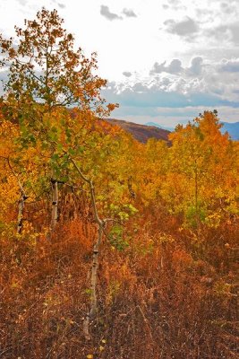 Aspen8a pc.jpg