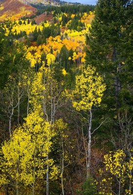 Aspen42 pc.jpg