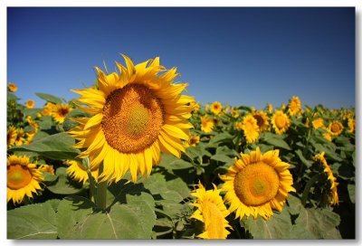 Sunflowers 2008