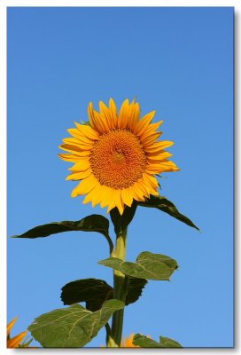 Sunflowers 2008