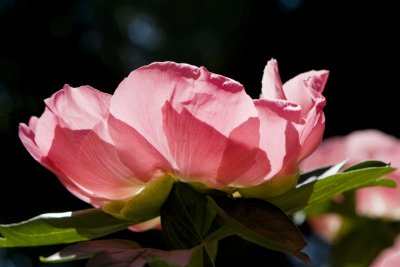 des pivoines