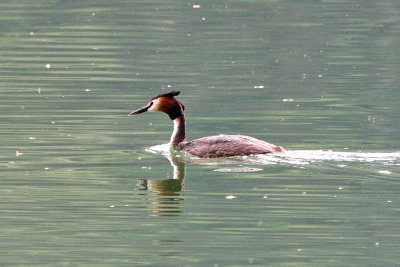Great-Crested Griebe