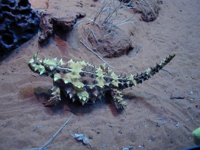 2001 - Ulluru, Australia