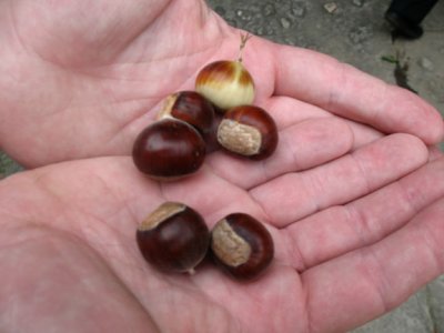 Chinese_chestnuts.jpg
