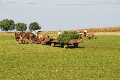 Amish cutting and baling alfalfa