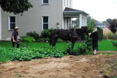 Young Amish couple tilling garden in Intercourse, PA