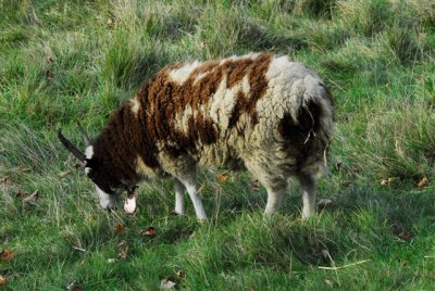 Scottish Sheep - Sugarbush, VT.jpg