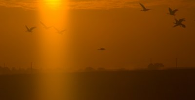 Outback Flight