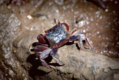 Mud Crab