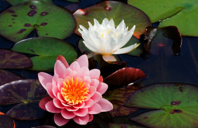 Water Lilies