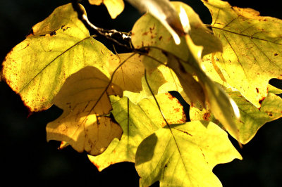 Autumn Leaves 3